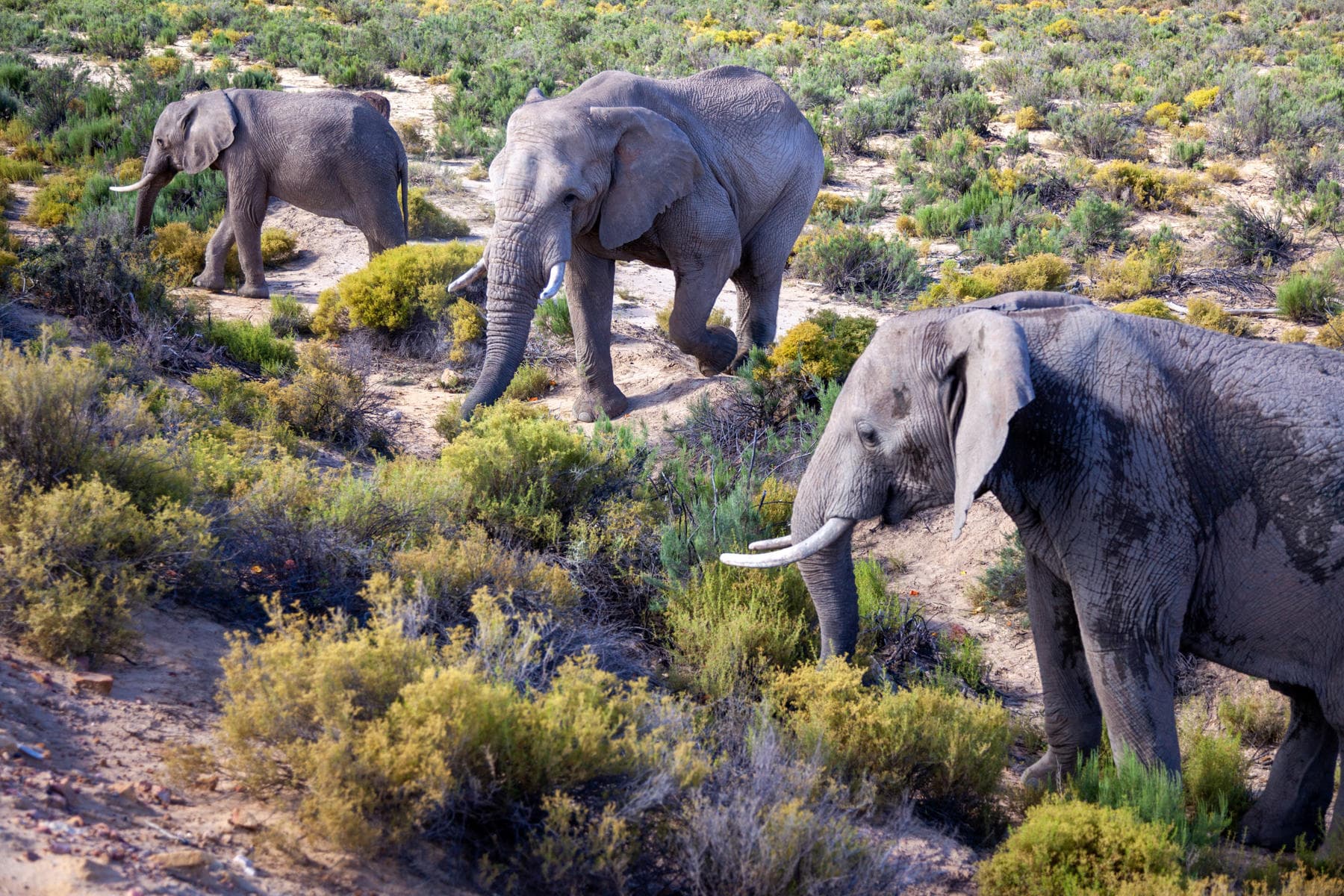 Big 5 Safari from Cape Town | Private Day Trip to Aquila private tour